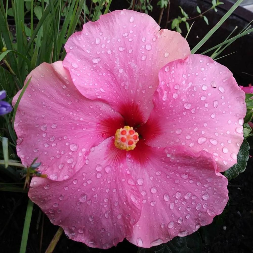 Meet your Posher, Joyel